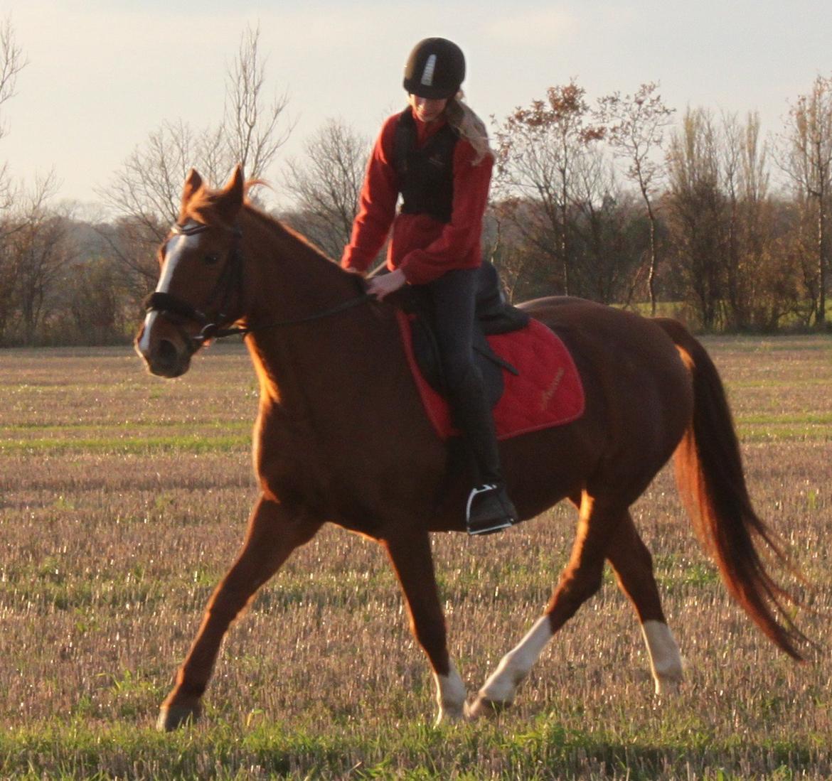 Dansk Varmblod Arizona - man kan også gå fint. billede 15