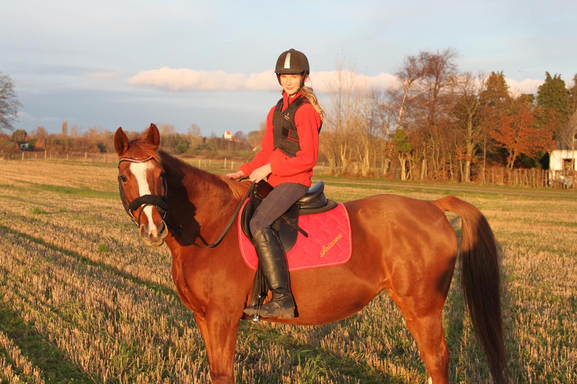 Dansk Varmblod Arizona - smukkemås:P billede 4