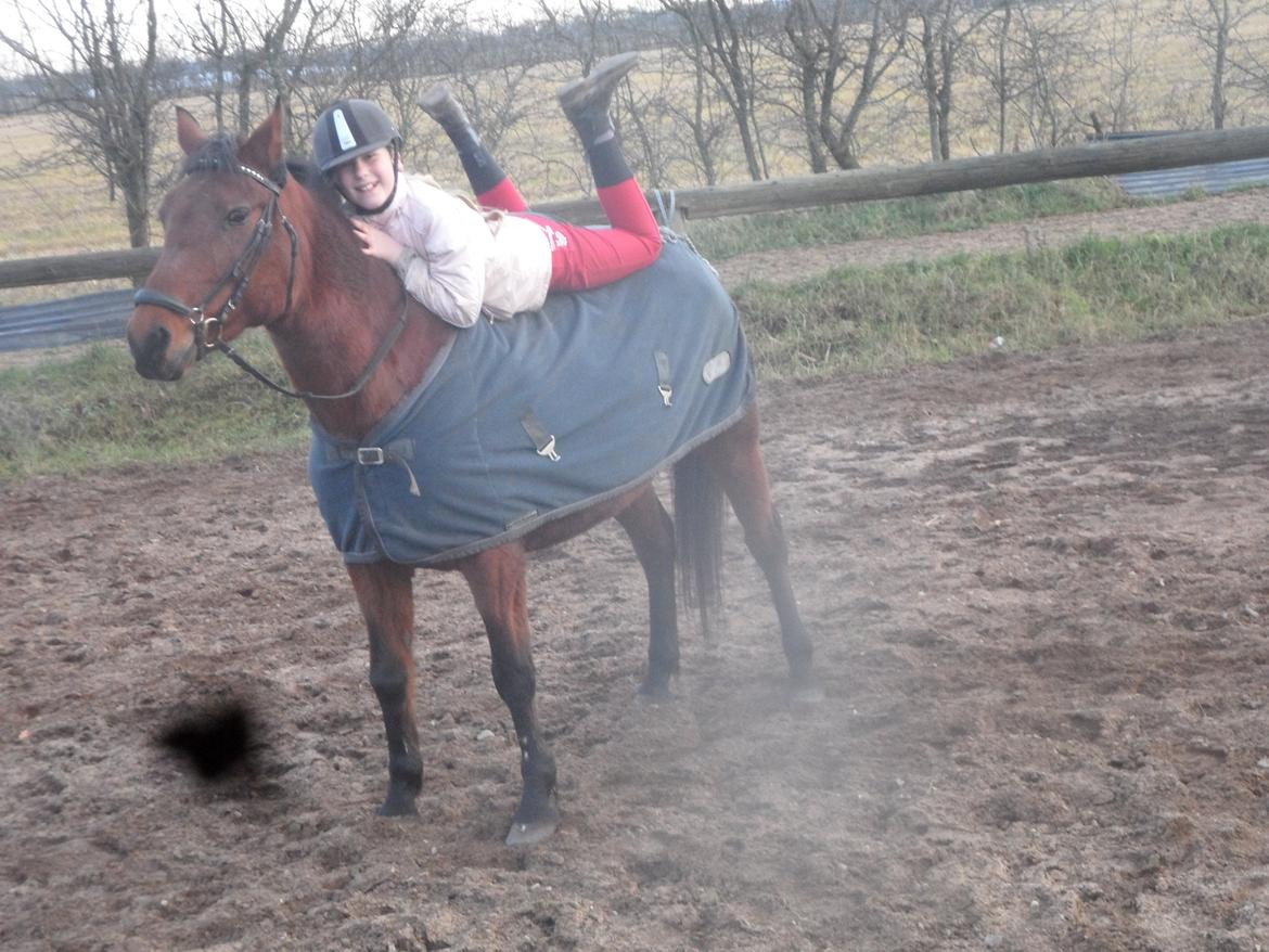 Hollandsk Sportspony Melanie's Lady  B-PONY - Hyggeridning D. 23.11.2013 billede 20