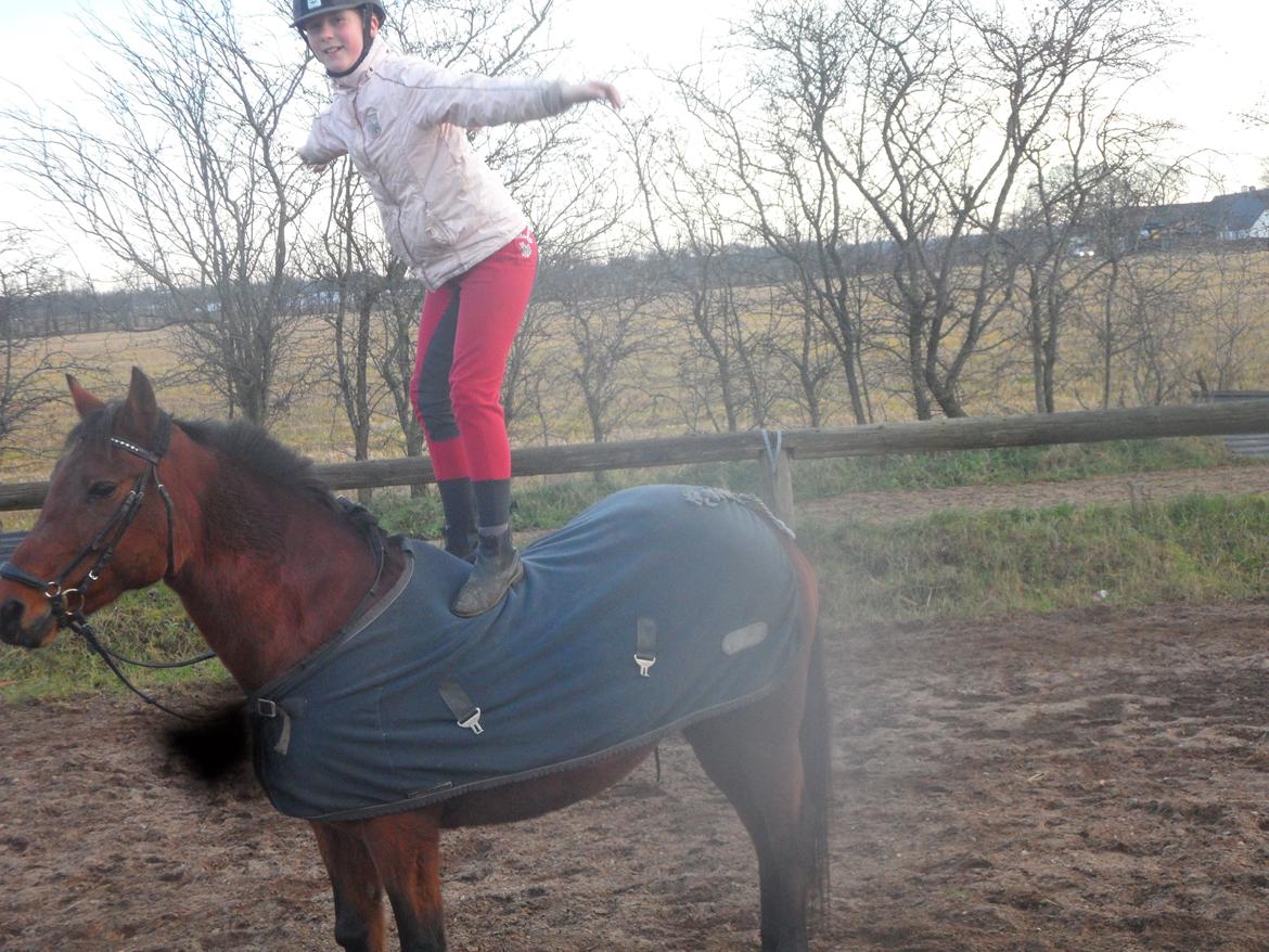 Hollandsk Sportspony Melanie's Lady  B-PONY - Hyggeridning D. 23.11.2013 billede 21