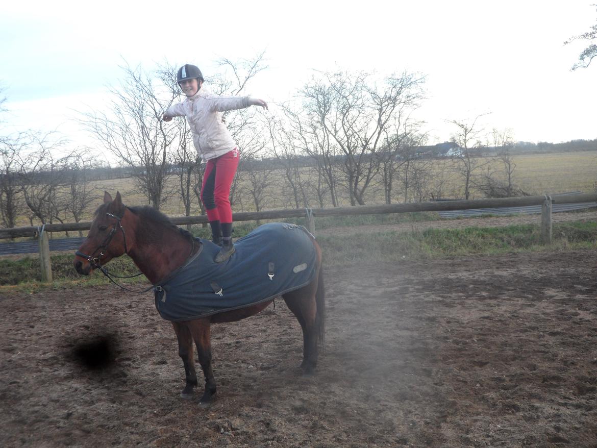 Hollandsk Sportspony Melanie's Lady  B-PONY - Hyggeridning D. 23.11.2013 billede 22