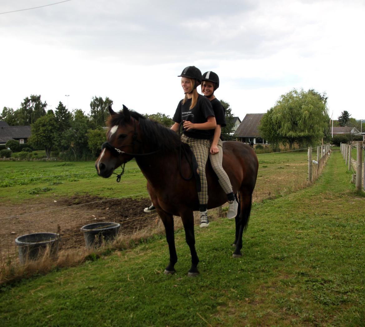 New Forest Elmholts Elina billede 13