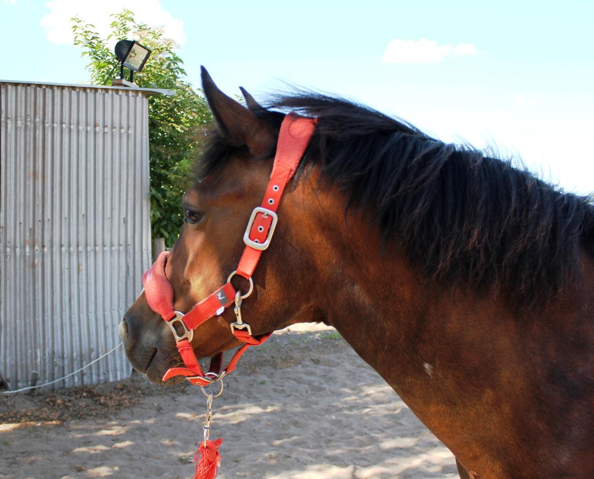 New Forest Elmholts Elina billede 2