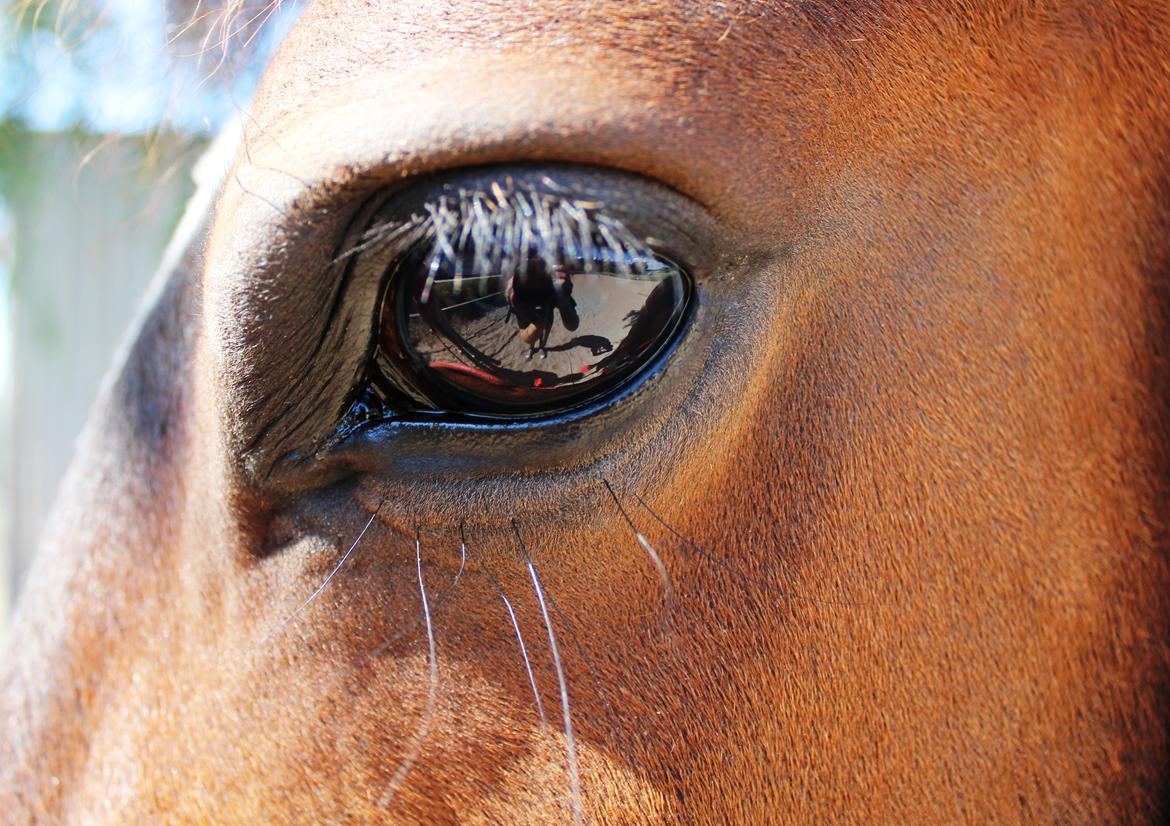 New Forest Elmholts Elina billede 5