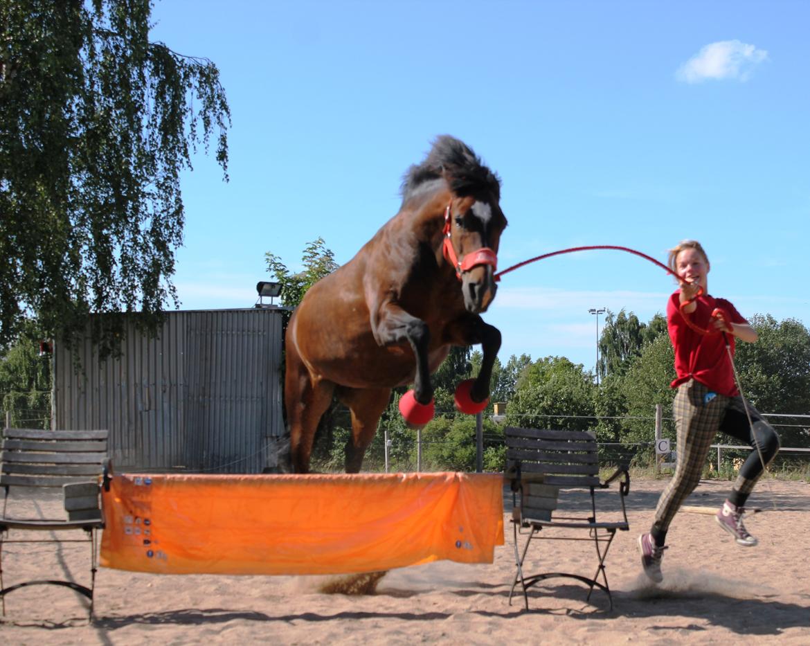 New Forest Elmholts Elina billede 16