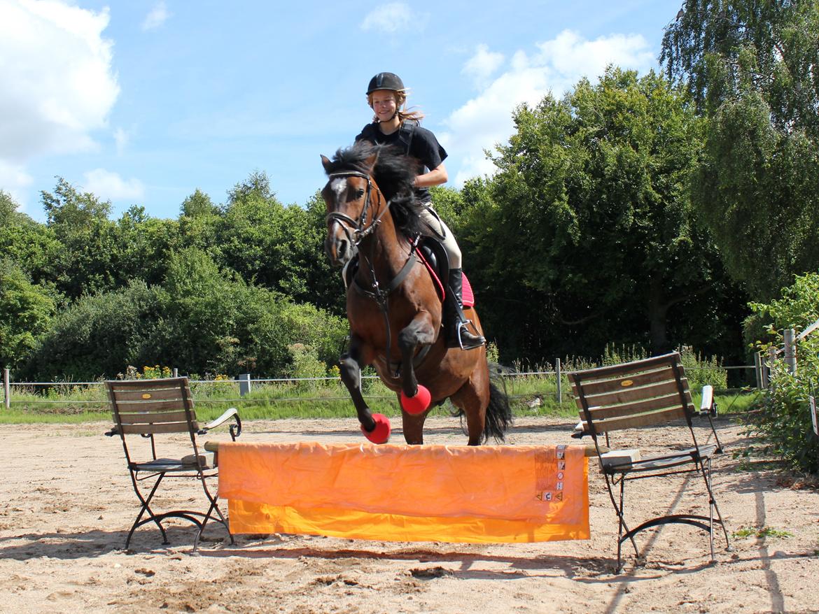 New Forest Elmholts Elina billede 15