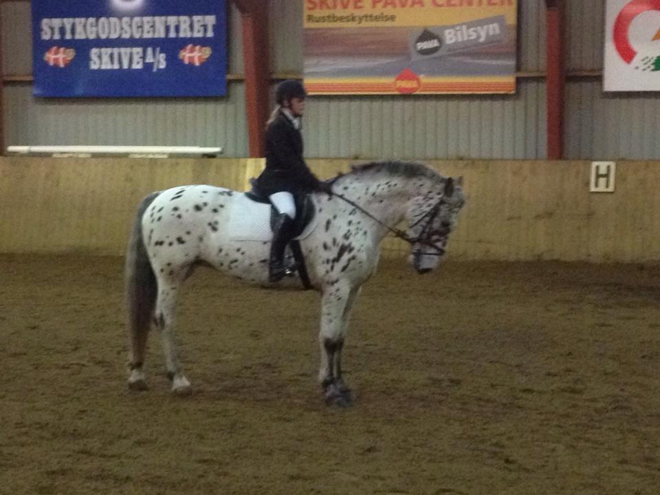 Knabstrupper Nevara Shadow aka. Punto - Fine Punto.<3 billede 1