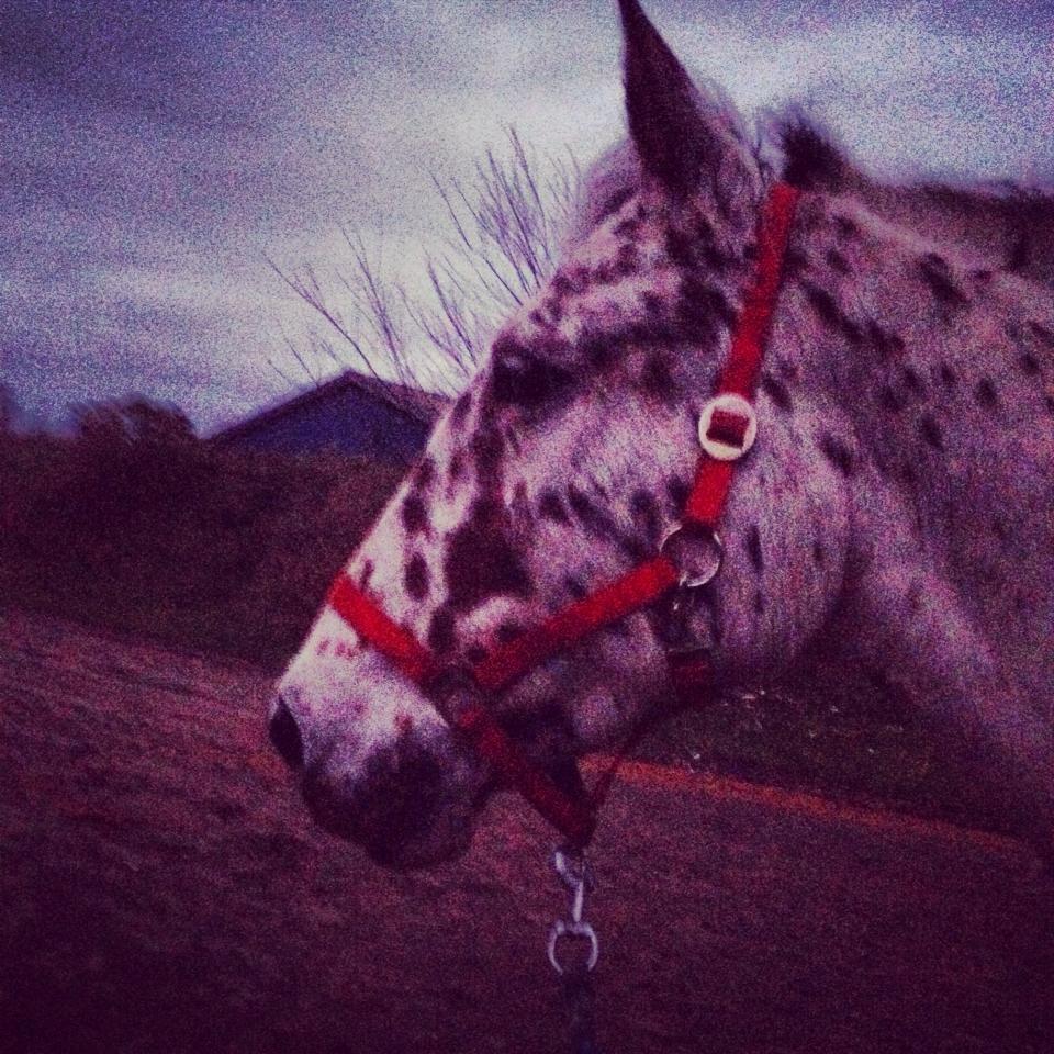 Knabstrupper Nevara Shadow aka. Punto - Beautiful <3 billede 2