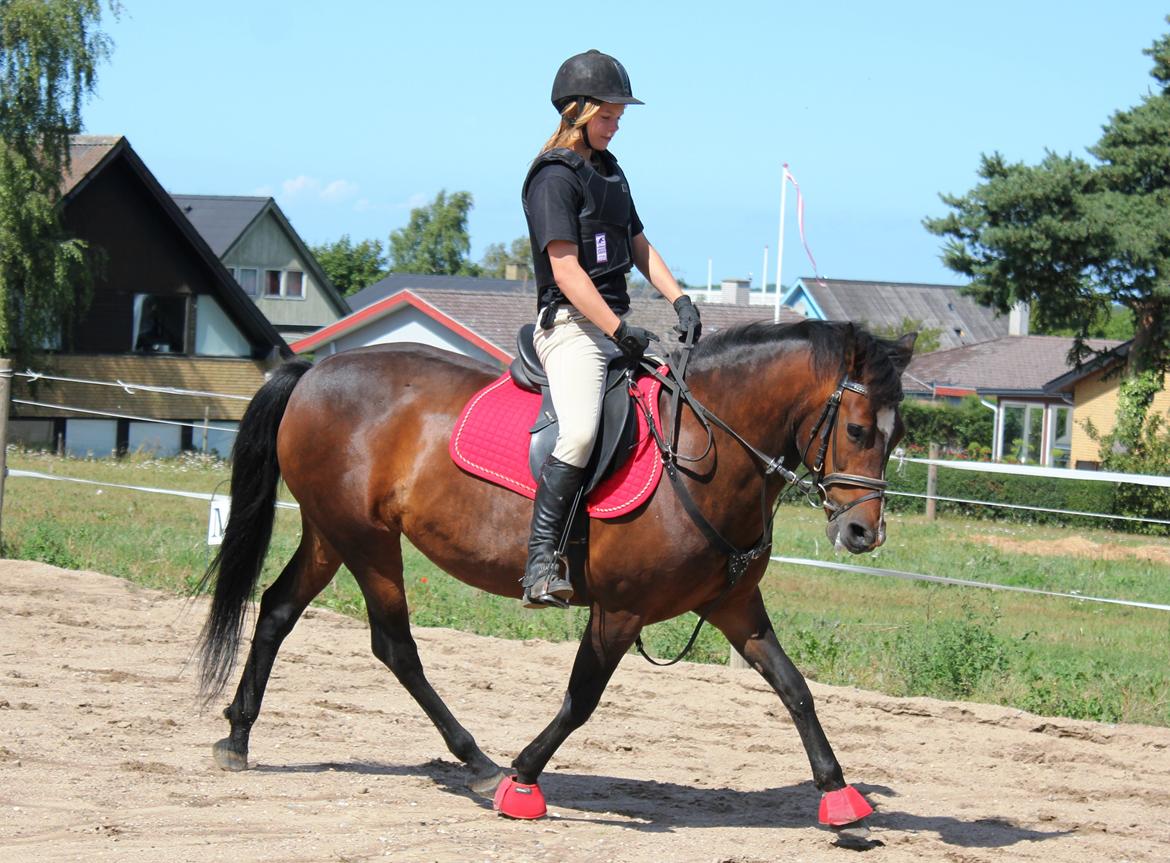 New Forest Elmholts Elina billede 14