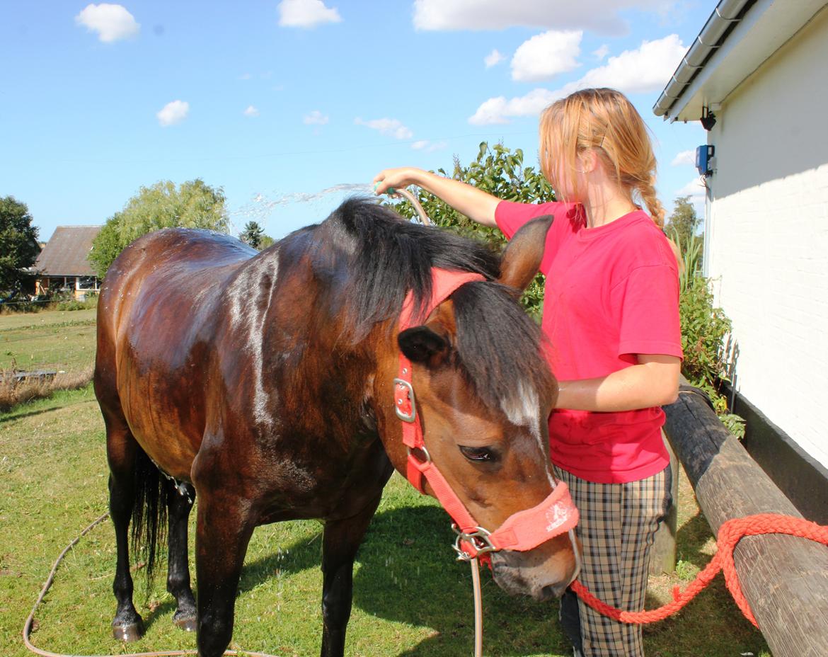 New Forest Elmholts Elina billede 4