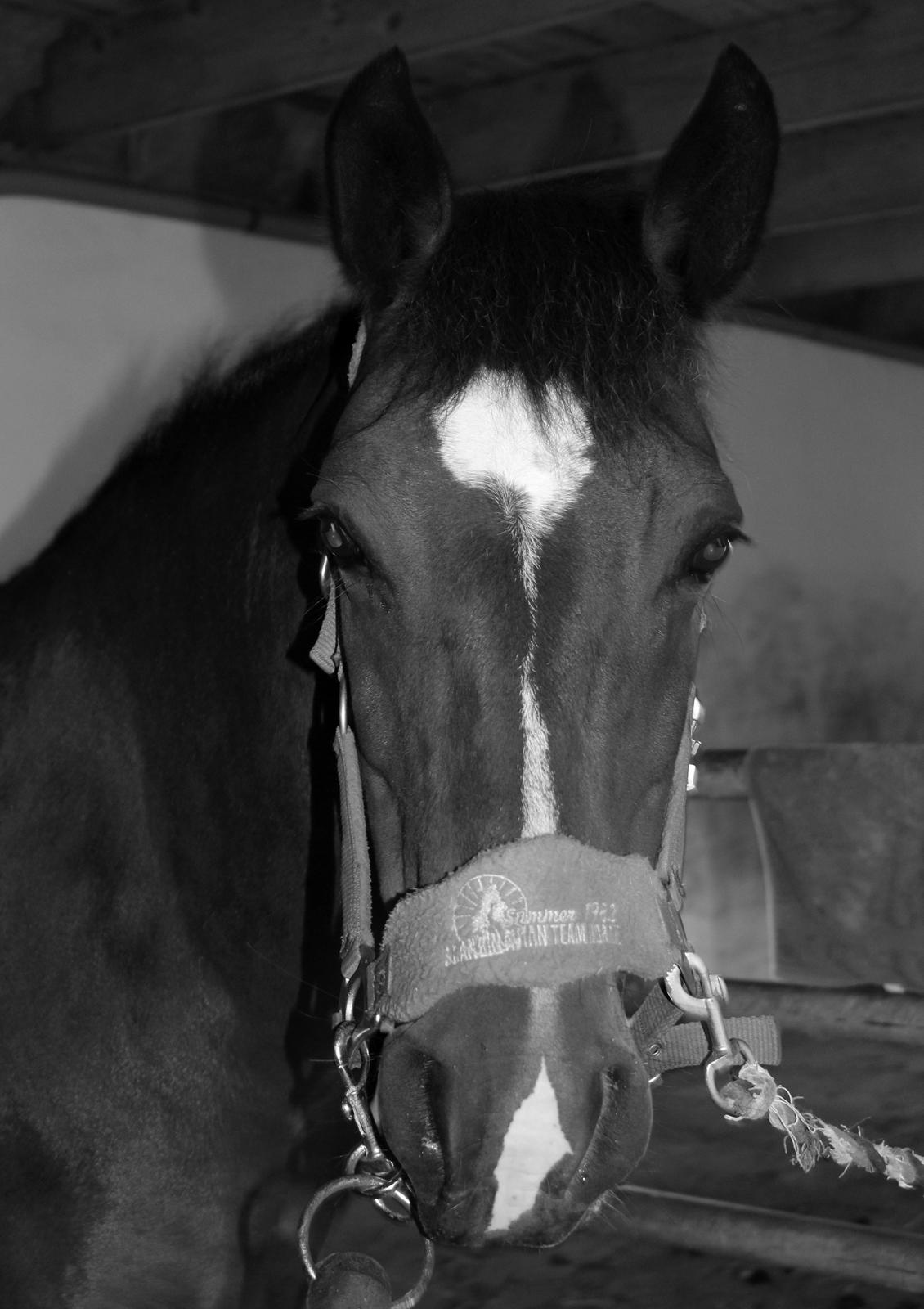 New Forest Elmholts Elina billede 1