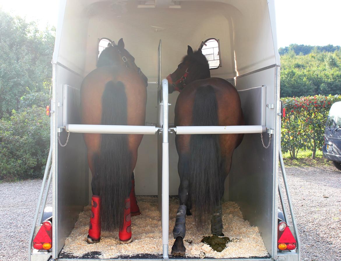 New Forest Elmholts Elina billede 10