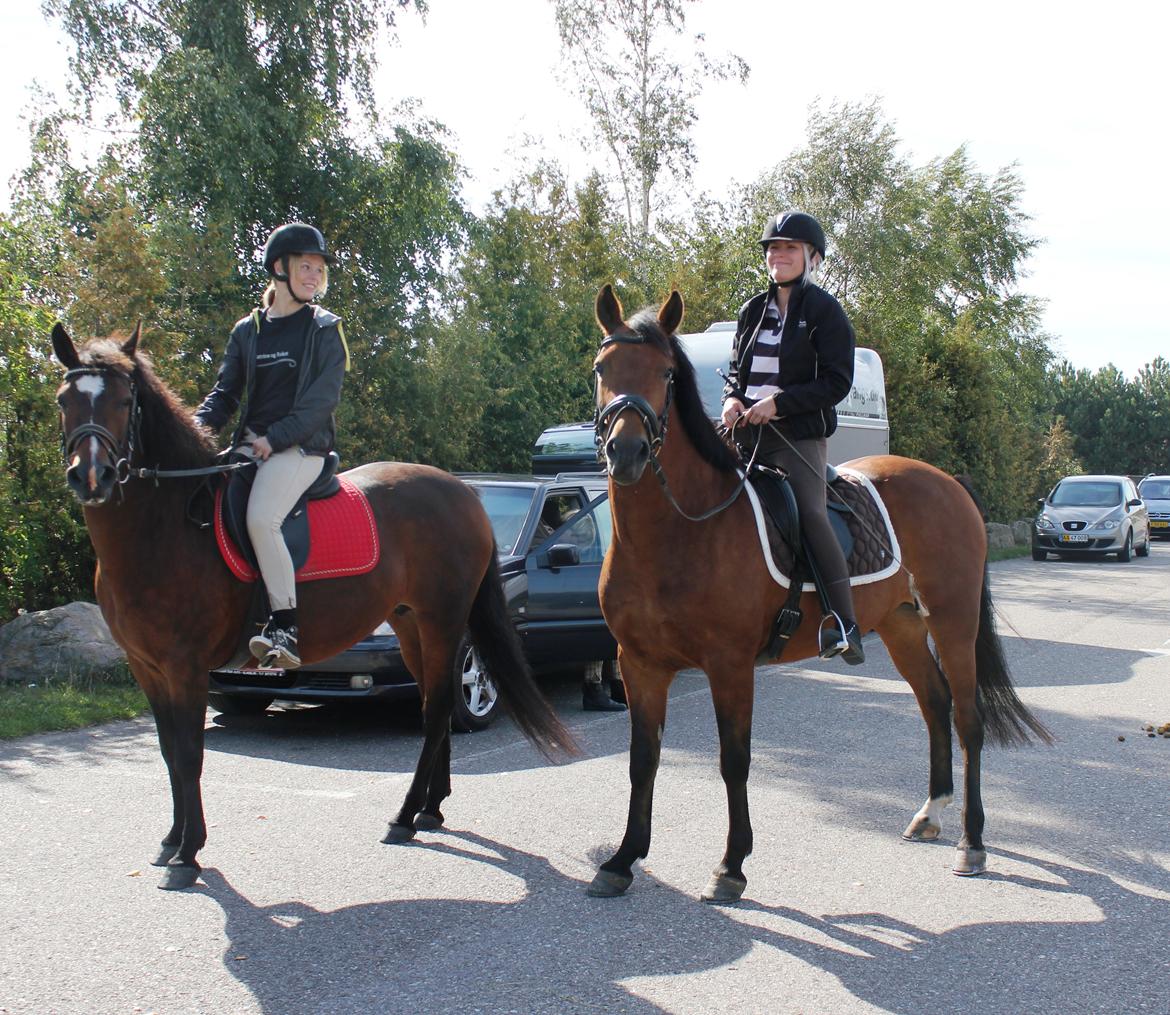 New Forest Elmholts Elina billede 8