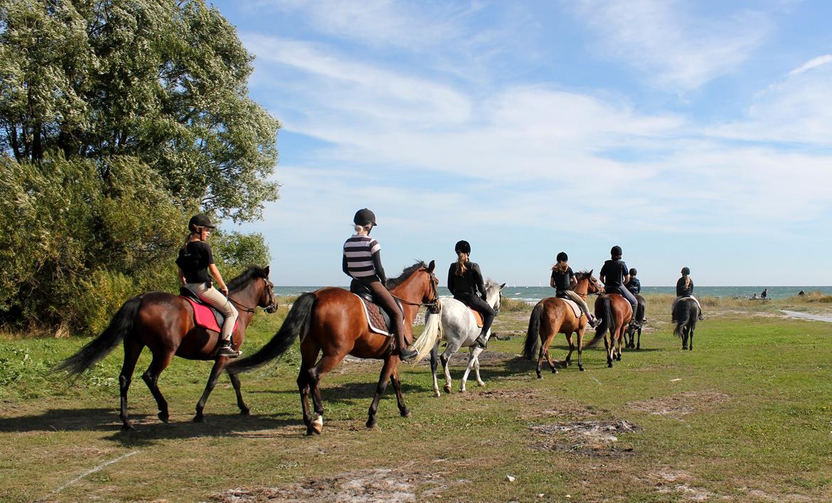 New Forest Elmholts Elina billede 9