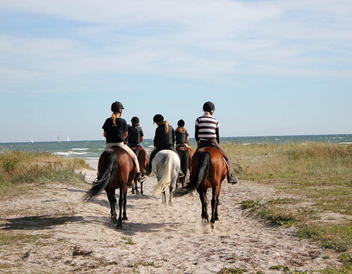 New Forest Elmholts Elina billede 11