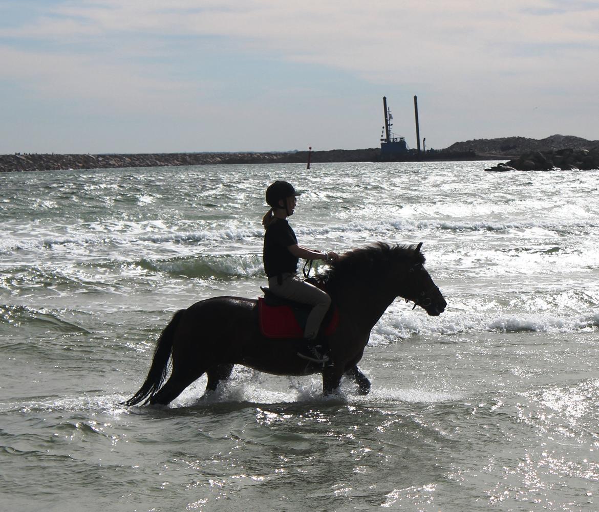 New Forest Elmholts Elina billede 12