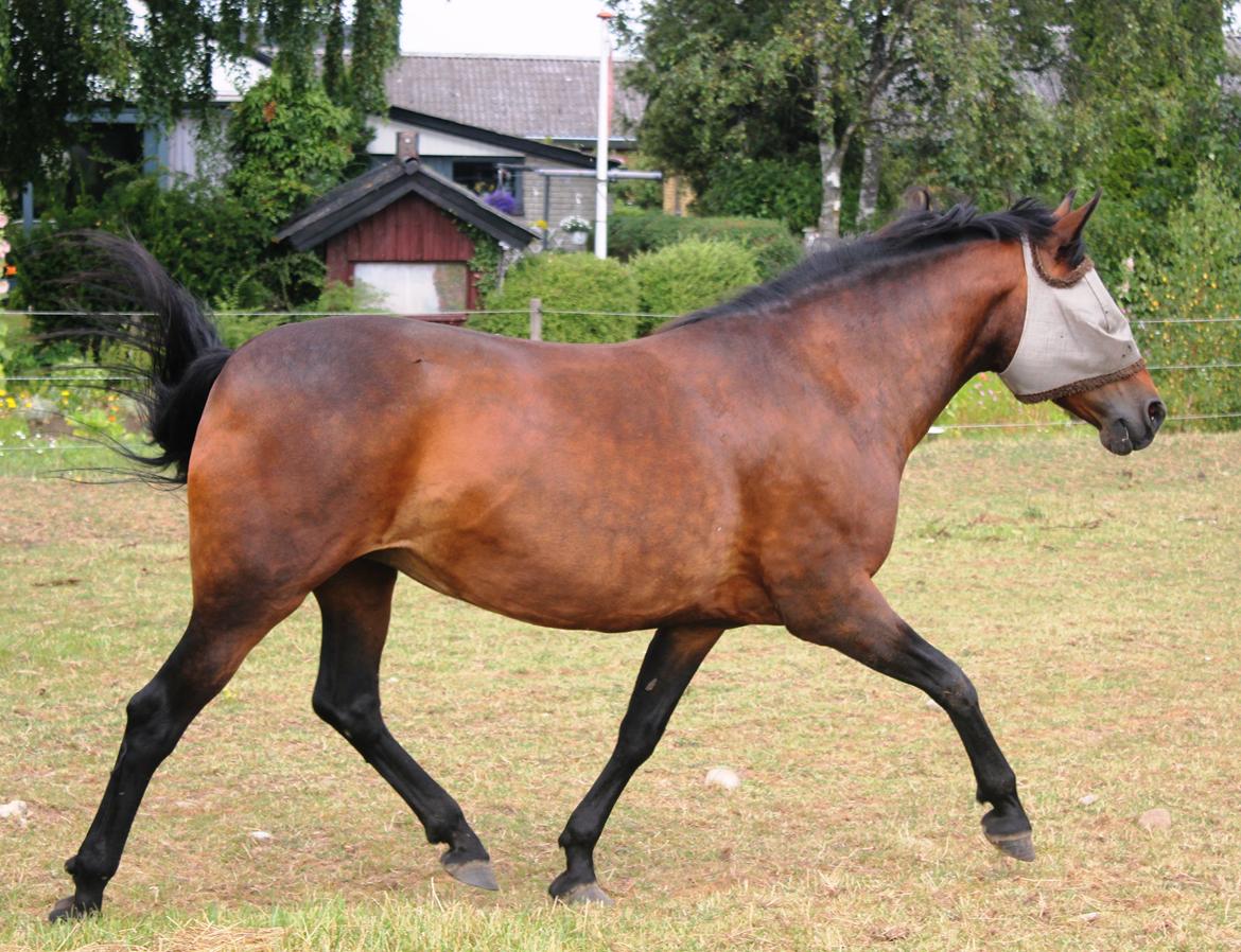 New Forest Elmholts Elina billede 6