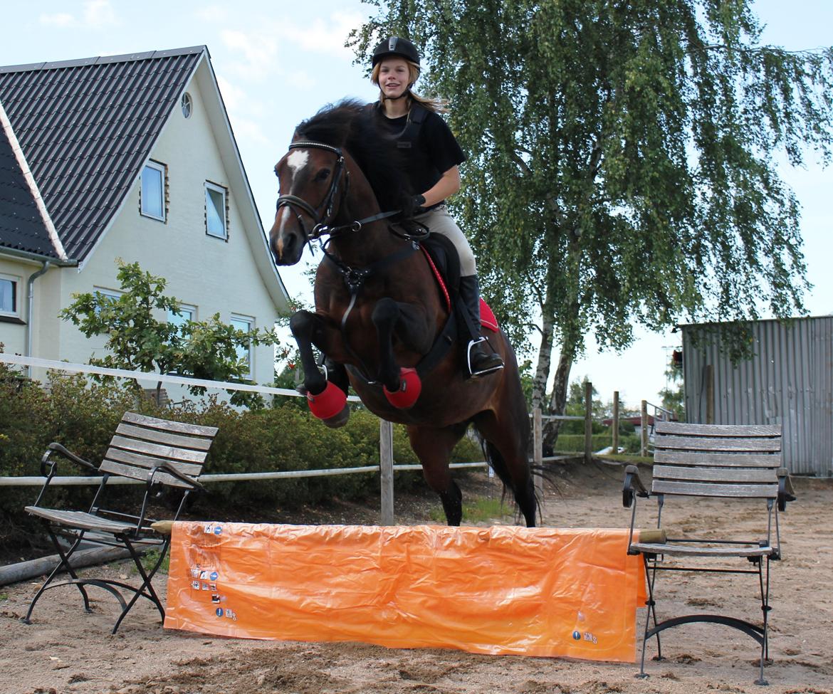 New Forest Elmholts Elina billede 18