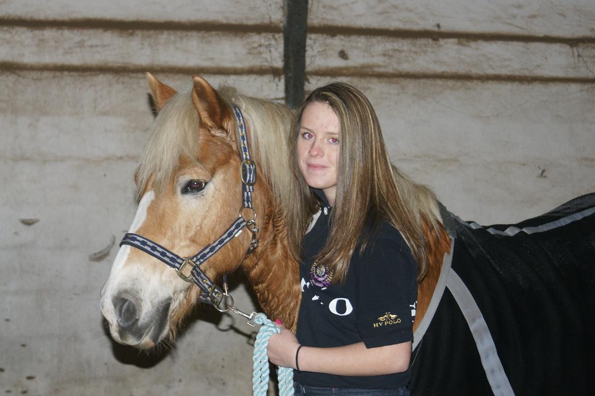 Haflinger Maldini Van Abeele* Min fremtid *<3 billede 5
