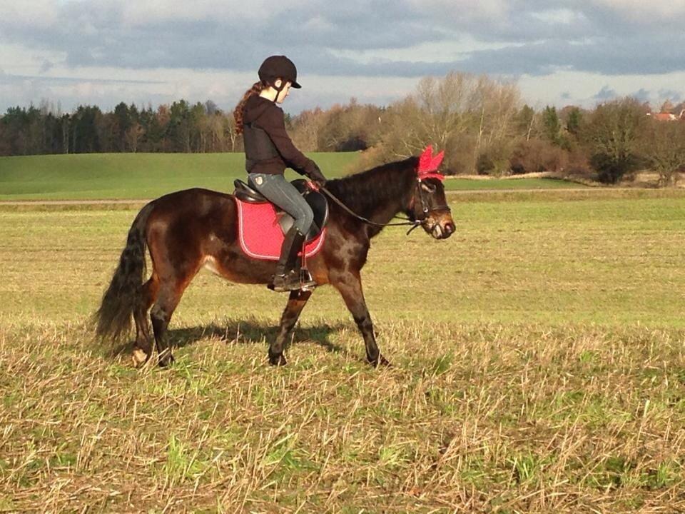 Anden særlig race Hollywood (Holly) - Vi holder lige en skridt pause inden mere galop! 23.11.2013 Foto: Tonny Rasmussen billede 19