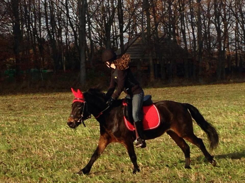 Anden særlig race Hollywood (Holly) - Galop på marken 23.11.2013! Foto: Tonny Rasmussen billede 20