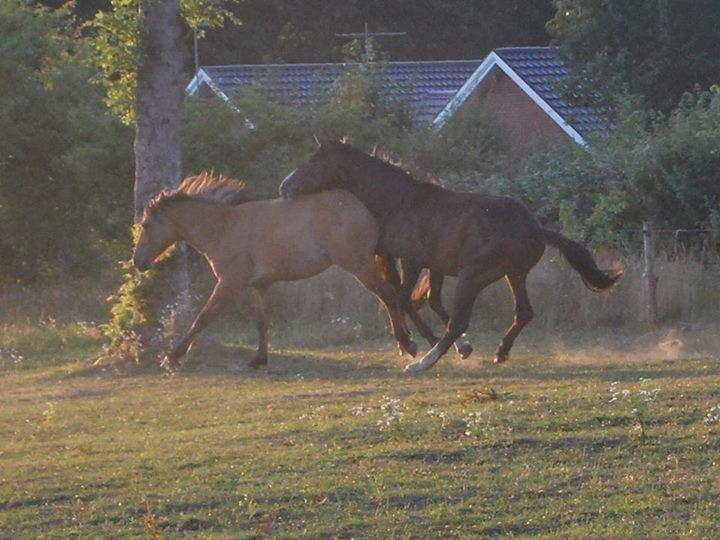 Anden særlig race My Last Heartbeat billede 11