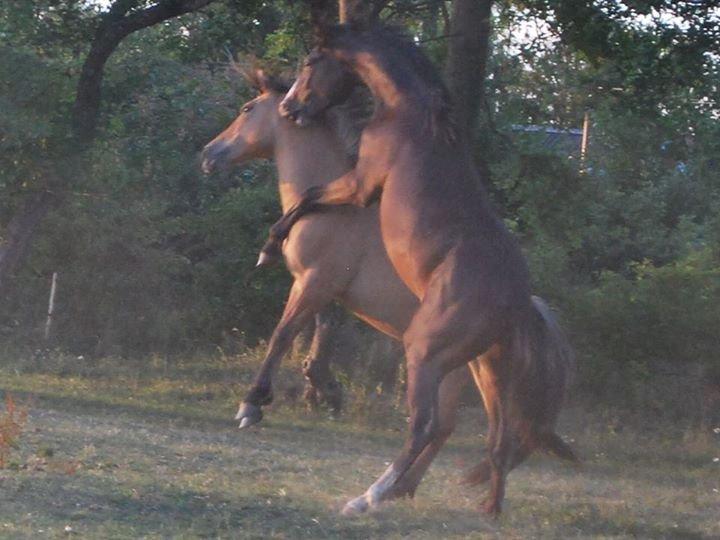 Anden særlig race My Last Heartbeat billede 12