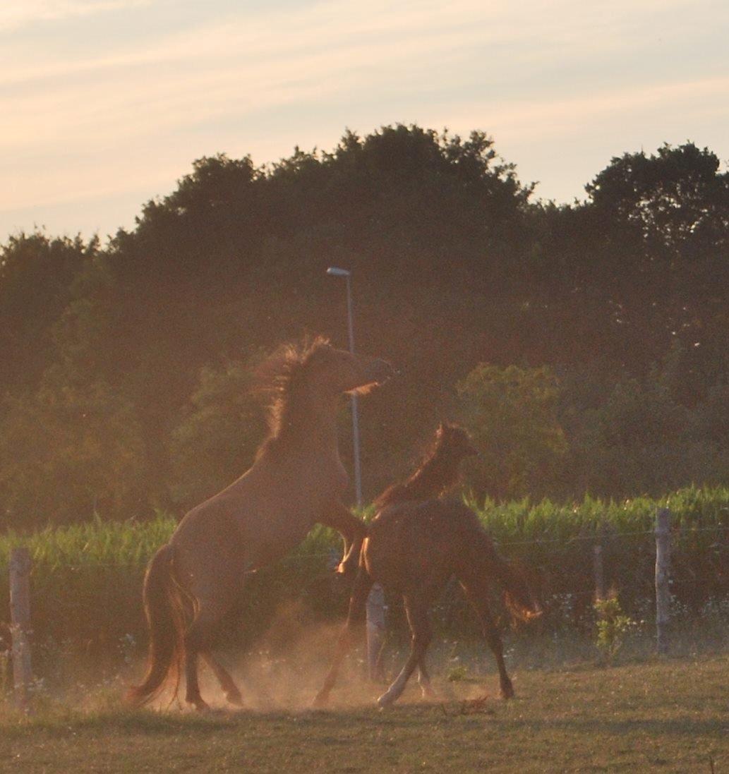 Anden særlig race My Last Heartbeat billede 13