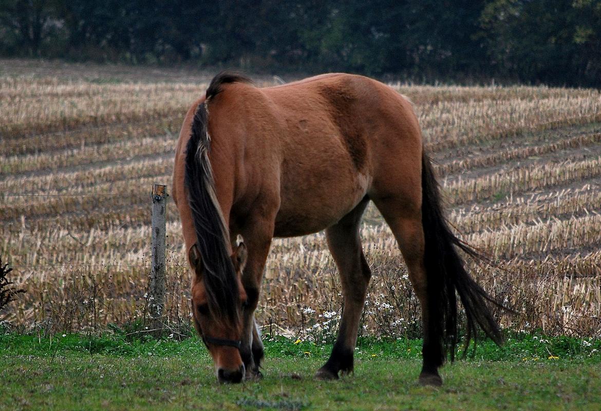 Anden særlig race My Last Heartbeat billede 14