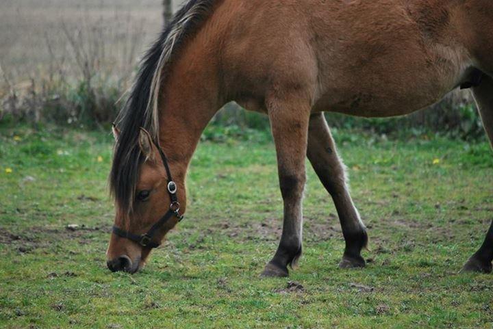 Anden særlig race My Last Heartbeat billede 15