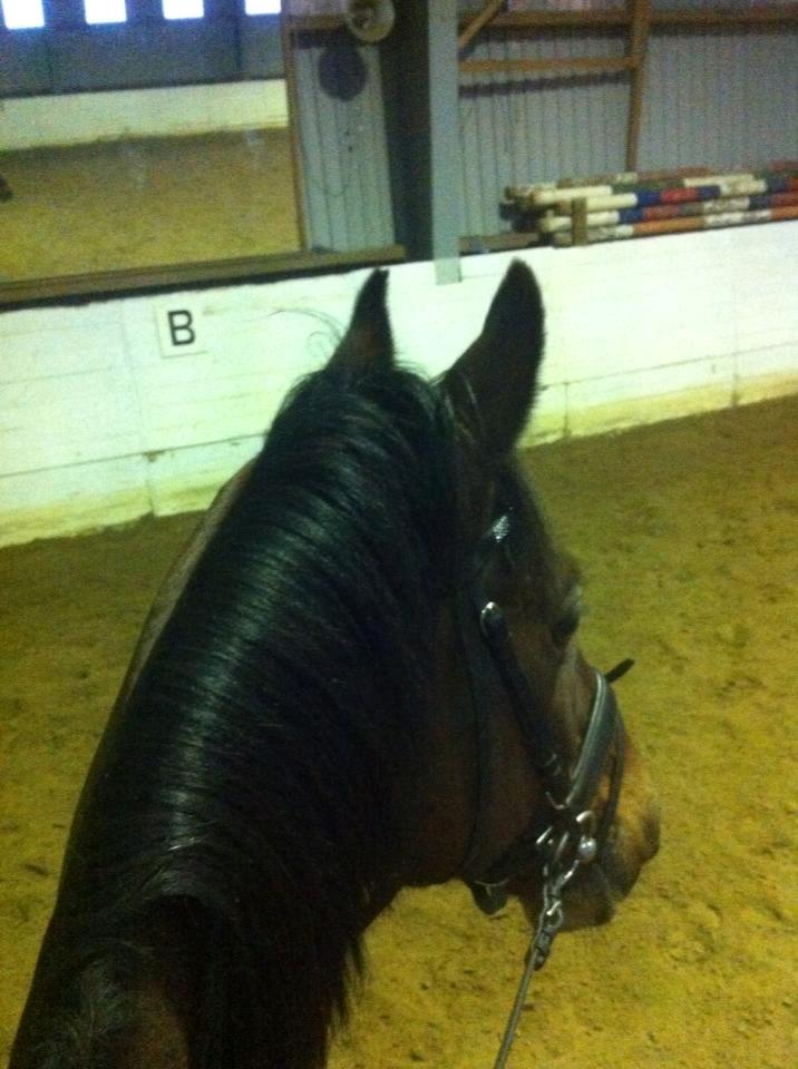 Anden særlig race Balou. - Gamle'drengen!<3 billede 13