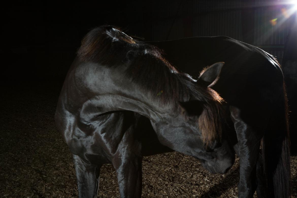 Hannoveraner Daphne kild - "God made the horse from the breath of the winds, the beauty of the earth and the soul of an angel" billede 13