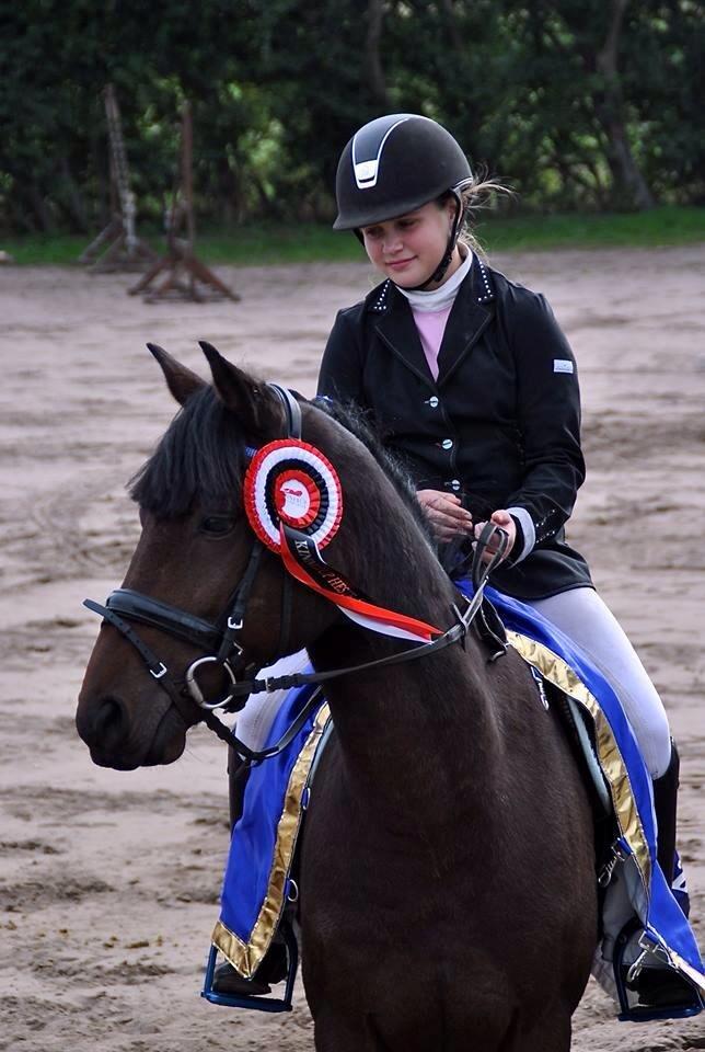 Hollandsk Sportspony Traquito. - Vinder af Nibe Cup 2013!<3 billede 11