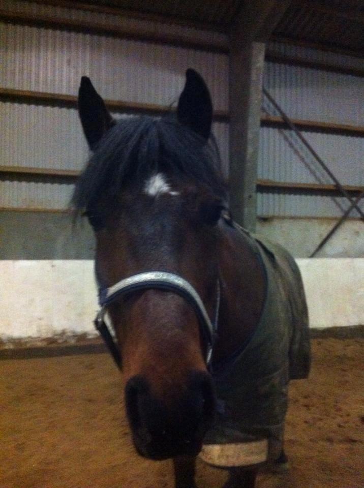 Hollandsk Sportspony Traquito. - Pippi!<3 billede 12