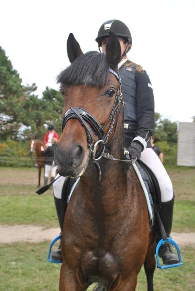 Hollandsk Sportspony Traquito. - Traquito!<3 billede 14