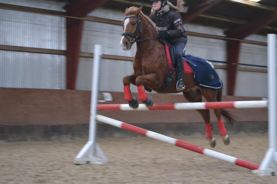 Hollandsk Sportspony Blitz - LA på skatten! <3 billede 2