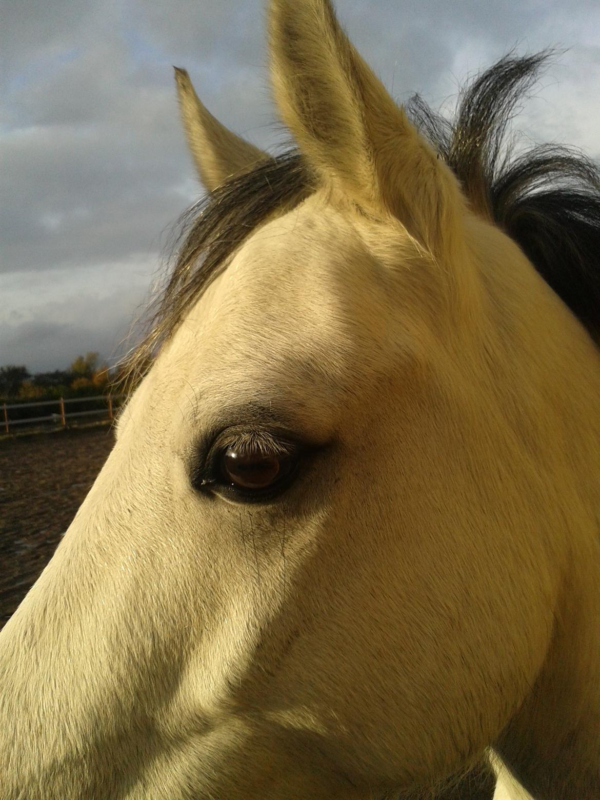 Welsh Pony (sec B) Dustin ~Bedste ven~ - bare en skøn dag på ridebanen med min prins, en dag hvor vi red uden udstyr billede 10
