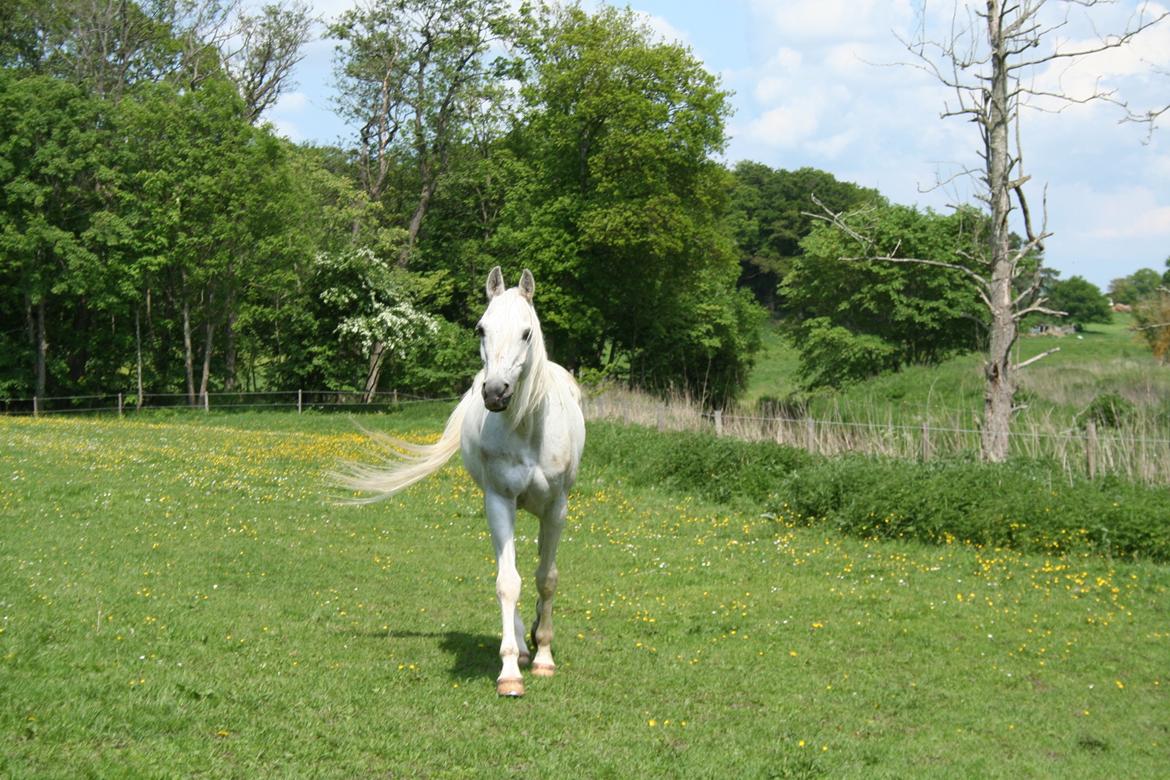 Arabisk fuldblod (OX) Emrod billede 2