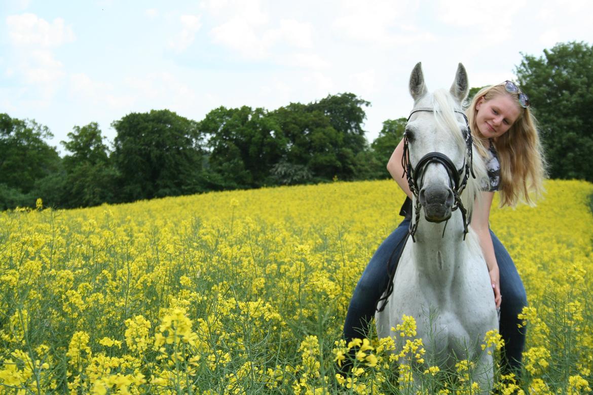 Arabisk fuldblod (OX) Emrod billede 3