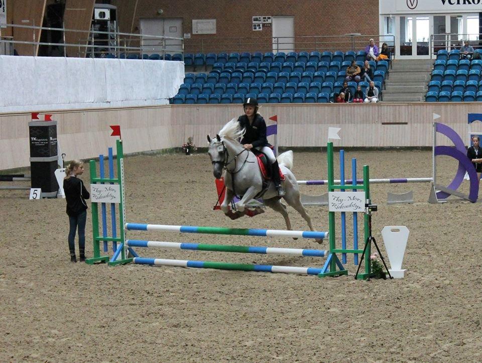 Arabisk fuldblod (OX) Emrod billede 4