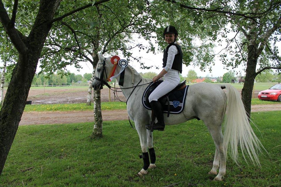 Arabisk fuldblod (OX) Emrod billede 6