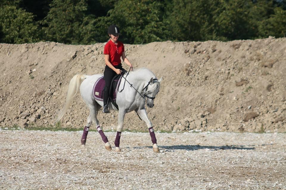 Arabisk fuldblod (OX) Emrod - Træning på Vilhelmsborg, inden stævne weekenden begyndte. billede 7