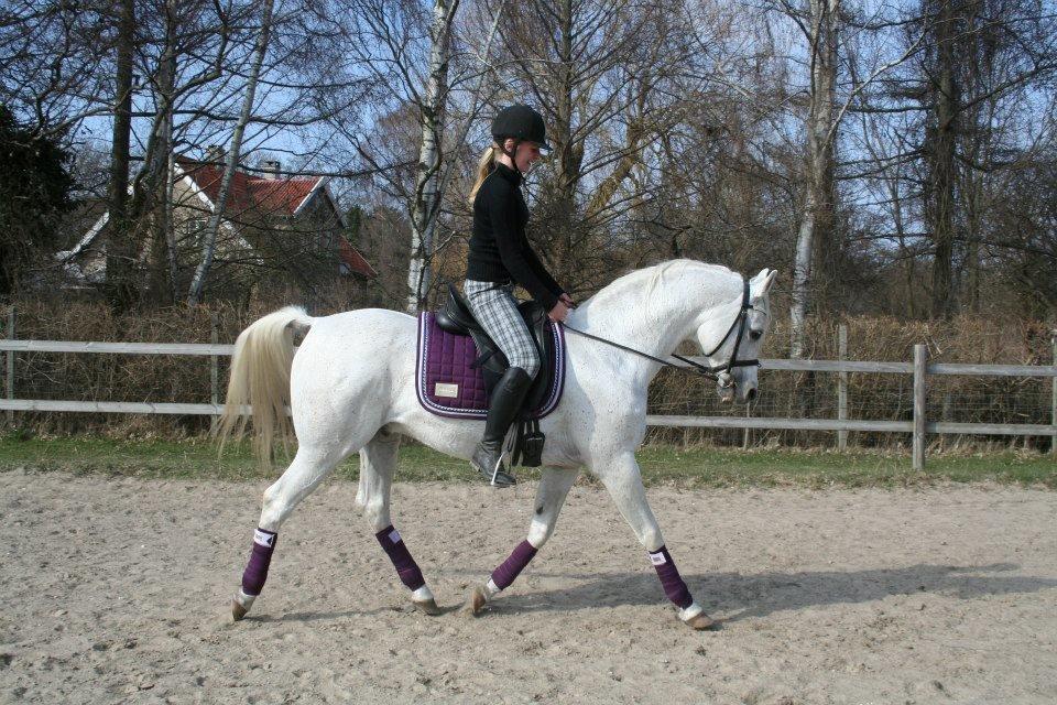 Arabisk fuldblod (OX) Emrod - Da jeg lige havde fået ham. 3. gang jeg red ham. billede 8