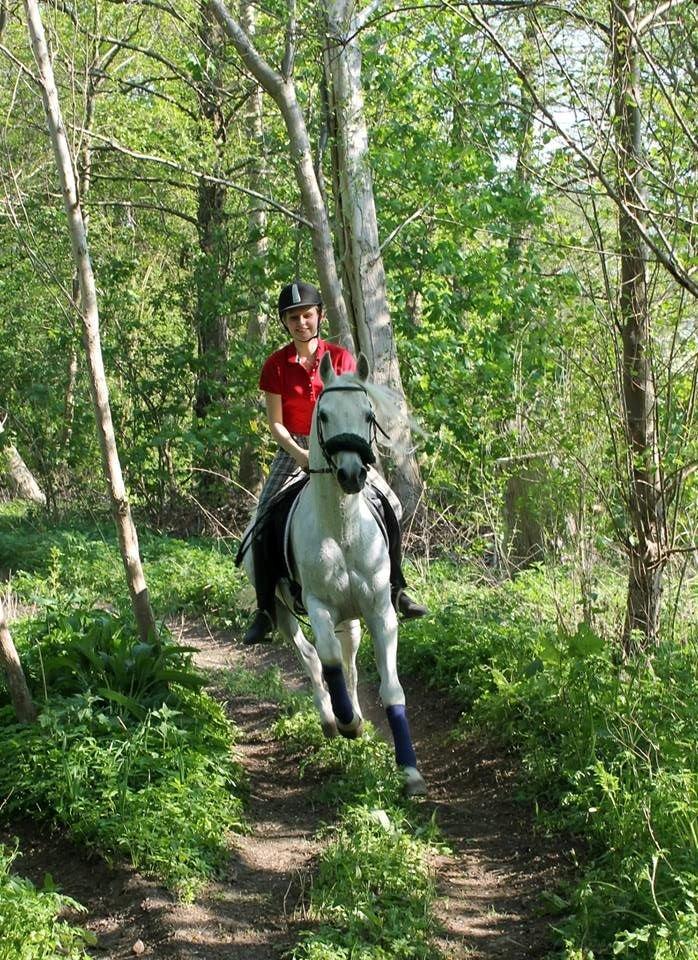 Arabisk fuldblod (OX) Emrod billede 11