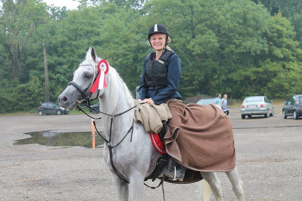 Arabisk fuldblod (OX) Emrod billede 12