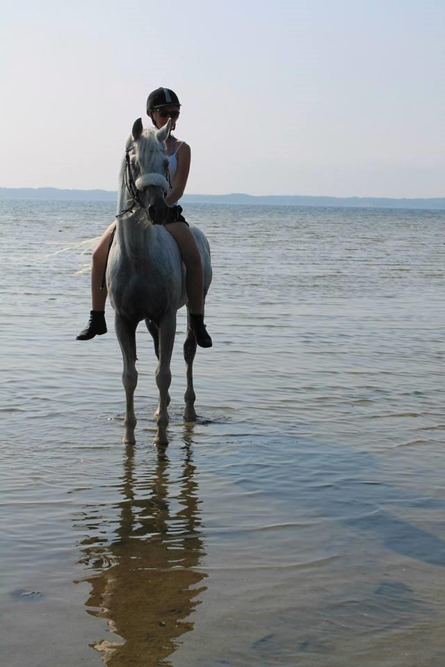 Arabisk fuldblod (OX) Emrod billede 5