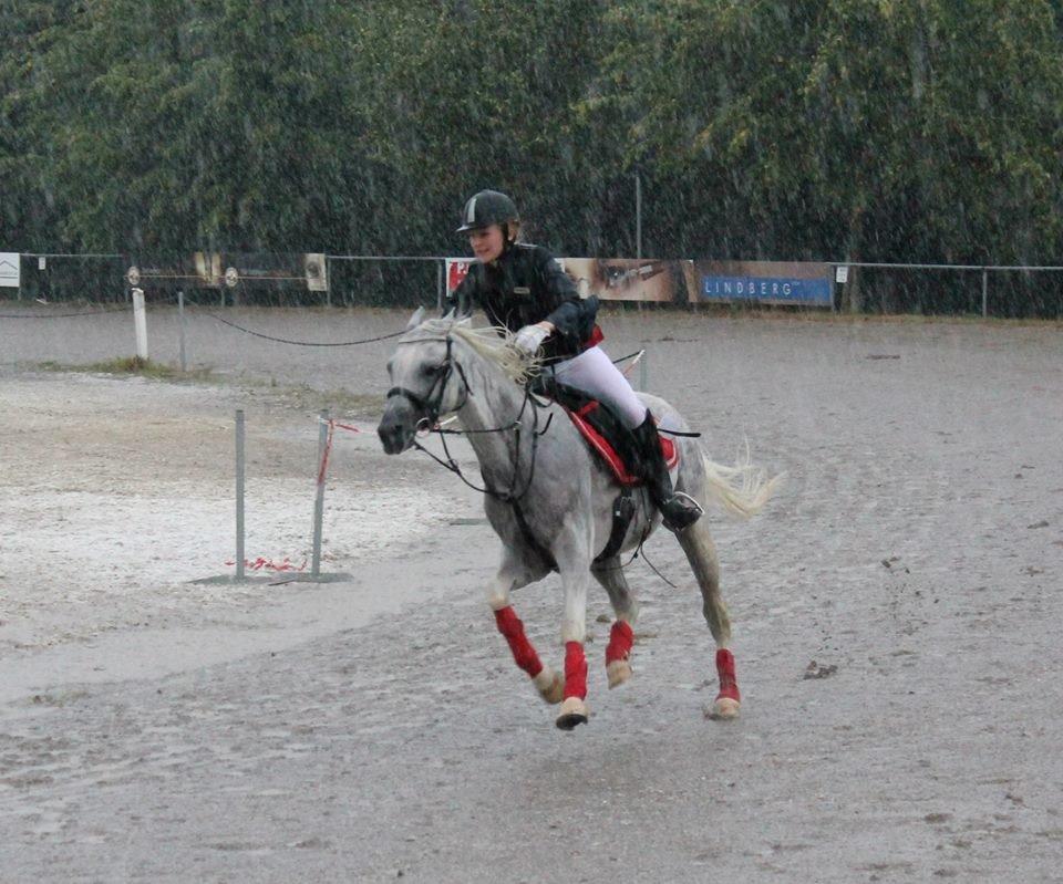 Arabisk fuldblod (OX) Emrod billede 13