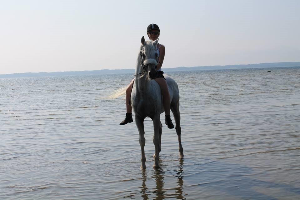 Arabisk fuldblod (OX) Emrod billede 18