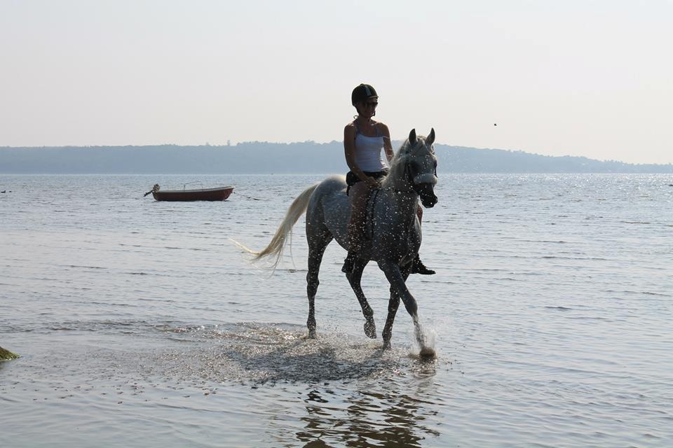 Arabisk fuldblod (OX) Emrod billede 14