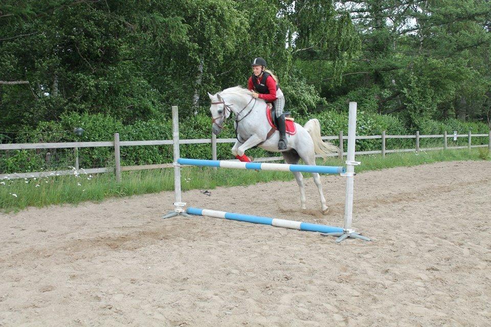 Arabisk fuldblod (OX) Emrod billede 15